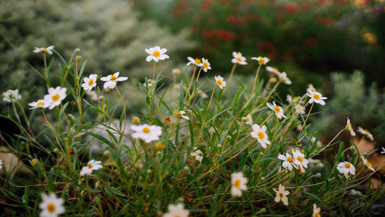 Naturescape Garden