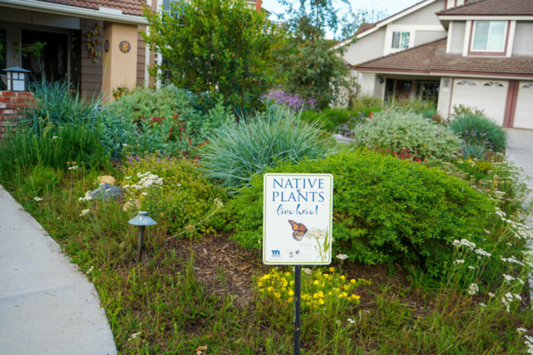 ABC 7 News: OC water district brings California native landscapes to yards saving water through rebate program