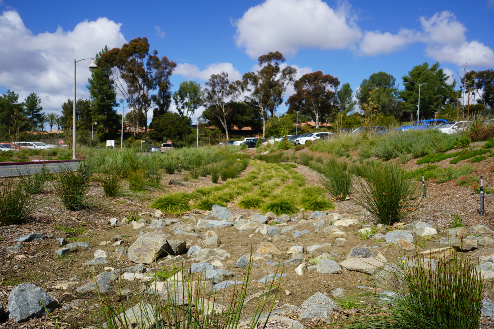 Saddleback