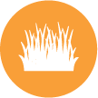 grass